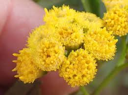 Image result for Psiadia punctulata