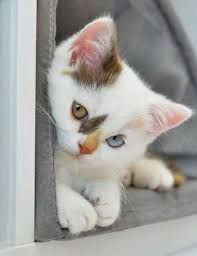 Deniz Kly Adli Kullanicinin So Sweet Panosundaki Pin Sevimli Kedi Yavrulari Sevimli Hayvan Yavrulari Evcil Hayvanlar