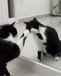 The Cat Explores Its Reflection In The Mirror Cute Animals Funny Cats Cool Cat Trees