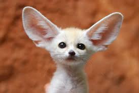 This means it doesn't have any hues, like gray and white. 1001 Ideas For Unusual And Exotic Pets You Can Legally Own