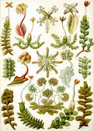 Mosses and liverworts together comprise the division bryophyta 1, primitive green land plants (see moss 2; Marchantiophyta Wikipedia