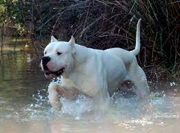 El buscador mas cercano y completo de argentina. Dogo Argentino Busqueda De Google Dog Argentino Dog Breeds Beautiful Dogs