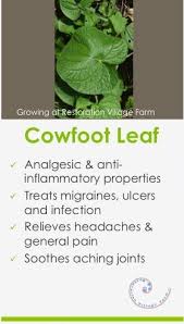 Some Health Benefits Of Cowfoot Leaf Cowfootleaf Health Healing Medicinal Jamaica Herbal Medicine Medicinal Plants Herbs