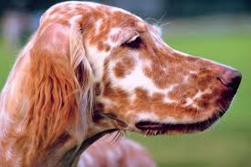 Black And White English Setter Puppies For Sale How To Groom And Trim An English Setter S Ears English Setter Dogs English Setter Puppies English Setter