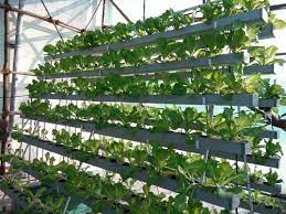 I recently became interested in the topic. Commercial Hydroponics Nft System At Rs 60000 Piece à¤¹ à¤‡à¤¡ à¤° à¤ª à¤¨ à¤• à¤ª à¤°à¤£ à¤² Techxellance Solutions Private Limited Mumbai Id 10682054655