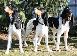 Image result for švycký honič