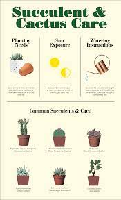 Succulent And Cactus Care Cactus Care How To Grow Cactus Cactus House Plants