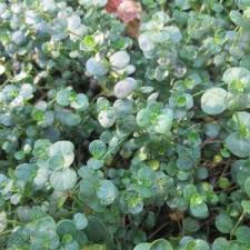 Image result for Kraussia floribunda