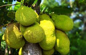 Nangka maupun biji nangka juga bisa digabung dengan masakan kolak pisang atau buah sukun. Covid 19 Getah Buah Nangka Pun Memikat Hati Bertuahpos