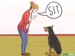 3 Ways To Train A Doberman Pinscher Wikihow
