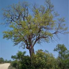 Image result for Combretum imberbe