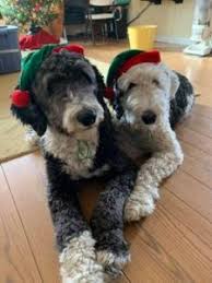 Check spelling or type a new query. 7 Best Sheepadoodle Breeders In Texas 2021 We Love Doodles