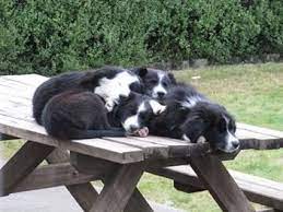 Dogs Pets Animals Collie Dog Collie Border Collie Dog