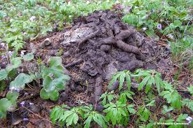 Marderkot im garten marder kot erkennen und entsorgen. Marderhund Kot So Sieht Er Aus