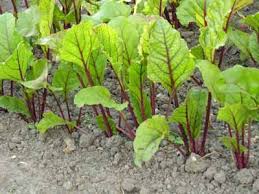 We did not find results for: Beets Howstuffworks