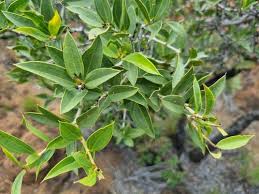 Image result for Strychnos matopensis