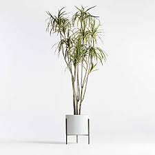 How to play the cactus verzet naar de meivakantie 2021. Faux Botanicals Live Plants More Crate And Barrel