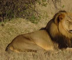 El este cel mai rar animal. Poze Blog Poze Cu Animale Pe Cale De Disparitie Din Romania