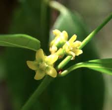 Image result for Secamone brevipes