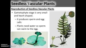 Photosynthesis occurs in the stems of whisk ferns. Ferns Seedless Vascular Plants Youtube