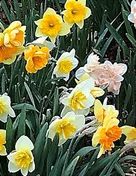 Town of Dunbarton 2023 Annual Report