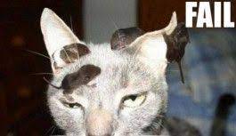 gorup gorebileceginiz en sapsik 15 kedi haberi cute animals funny animal pictures funny animals