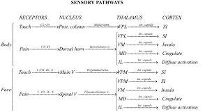 Trigeminal Nerve Wikipedia