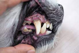 Dog Tooth Decay Home Remedy Ask Fido