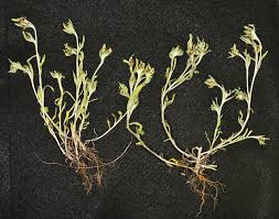 Image result for Gnaphalium unionis