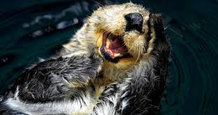 Sea Otters: New Book Shares History and Conservation Story of ...