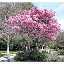 Image result for Tabebuia heterophylla