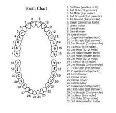 Adult Tooth Chart With Numbers Dental Teeth Tooth Chart