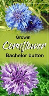 Growing Cornflower Bachelor Button Cornflower Care Bachelor Button Flowers Flower Garden Care Bachelor Buttons