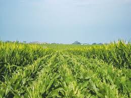 Detasseling Corn | Minnesota Prairie Roots