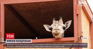 Открыть страницу «харьковский зоопарк» на facebook. Video Novosti Ukrainy Iz Odessy V Harkovskij Zoopark Privezli Godovalogo Zhirafa Dema Stranica Video