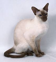 Pin On Siamese