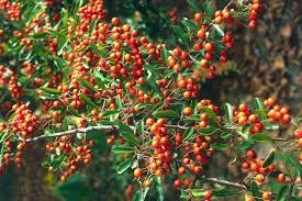 Image result for Pyracantha