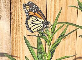 3 Gulf swimmers die as red flags fly