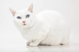 Best cat names from t.v. 150 Wonderful Names For White Cats And Kittens