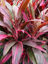 Cordyline Fruticosa Excelsa Plants Colorful Plants Perfect Plants
