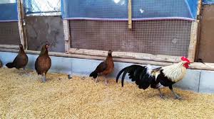 Nikmati juga pengalaman menyenangkan & lebih hemat untuk berbelanja ayam hutan hijau dengan bebas ongkir hingga fitur cicilan 0% dari berbagai bank. 78 Gambar Ayam Hutan Jalak Terbaik Infobaru