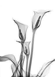 B Calla Lillies B Xray Flower X Ray Flower Art