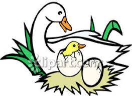 Mother Duck Watching Her Eggs Hatch Royalty Free Clipart Picture To explore more similar hd image on pngitem. mother duck watching her eggs hatch