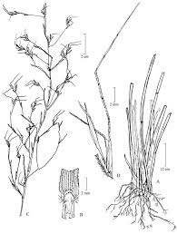 Image result for Anadelphia