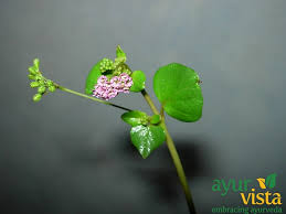 Image result for Boerhavia diffusa