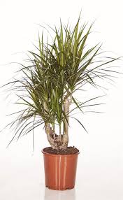 Drachenbaum Verzweigt Dracaena Marginata Drachenbaum Zimmerpflanzen Pflanzen