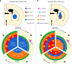 Download Foreign Body Responses In Mouse Central Nervous System Mimic Natural Wound Responses And Alter Biomaterial Functions Nature Communications