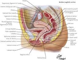 The lowest, most posterior portion of the peritoneal cavity is the rectouterine space (also known as the pouch of douglas ). The Pelvis And The Perineum Basicmedical Key