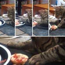 Real, good food for dogs & cats. 46 Cats Dogs That Were Caught Red Pawed Stealing Food