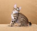 American Bobtail Kittens for Sale & Cats for Adoption ...